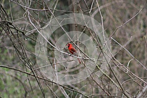 Cardinal in Ruth Park 2020 I