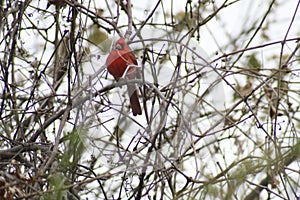 Cardinal in Ruth Park 2020 IV