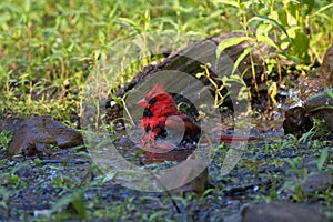 Cardinal`s Bath