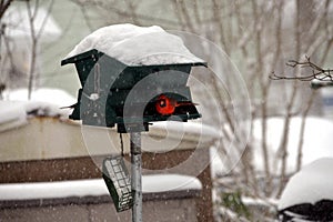 A cardinal seeks and takes shelter in a snowstorm