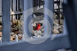 Cardinal Sitting on top of Gazing Ball in Garden in North Carolina