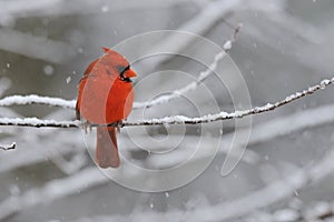 Cardinal Snow 1 photo