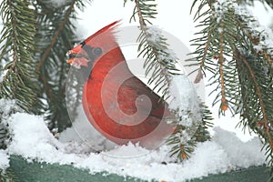 Cardinal In Snow