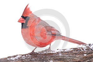 Cardinal In Snow