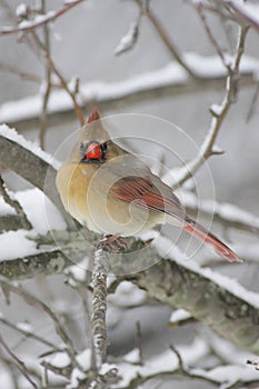 Cardinal In Snow