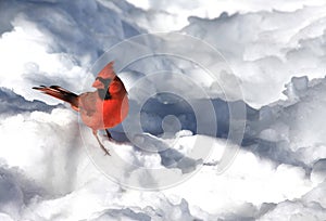 Cardinal in the Snow