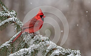 Cardinal in the Snow