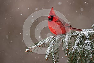 Cardinal in the Snow