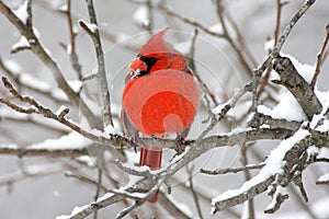 Cardinal In Snow