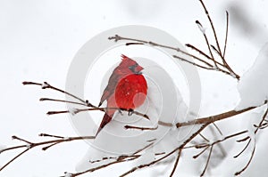 Cardinal In Snow