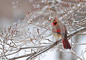 Cardinal In Snow