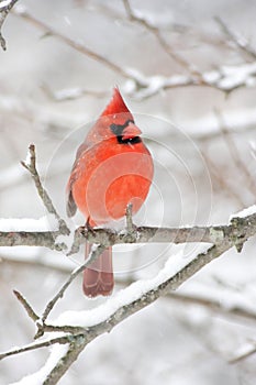 Cardinal In Snow