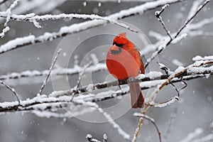 Cardinal Snow 4