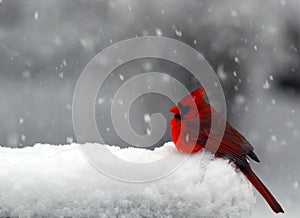 Cardenal en la nieve 