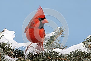 Cardinal In Snow