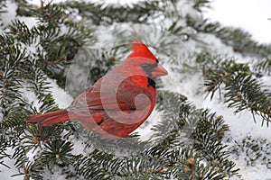 Cardinal In Snow