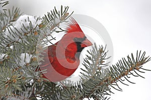 Cardinal In Snow