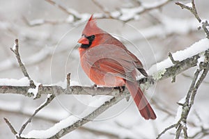 Cardinal In Snow