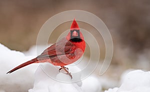 Cardinal in the Snow