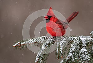 Cardinal in the Snow