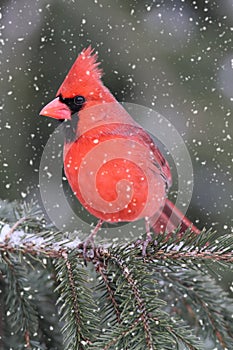 Cardinal In A Snow Storm