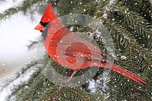 Cardinal In A Snow Storm