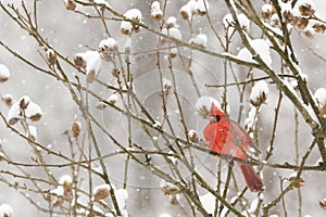 Cardinal in a snow storm