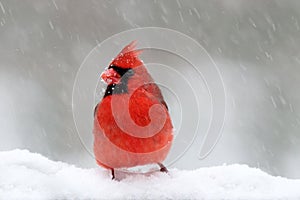 Cardinal in a Snowstorm