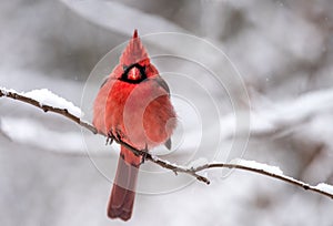 A Cardinal in the Snow in Winter