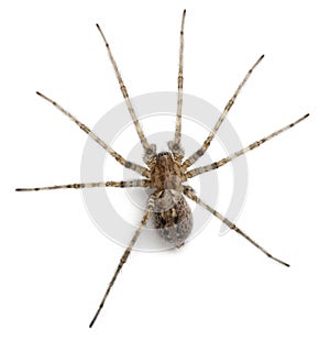 Cardinal spider, Tegenaria parietina