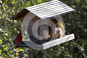 Cardinal and Squirrel Sharing Lunch