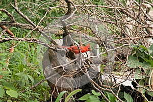 Cardinal in the Sticks