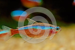 Cardinal tetra