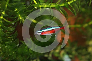 Cardinal Tetra in Elodea