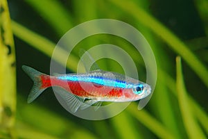 Cardinal tetra fish photo