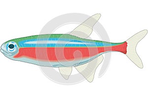 Cardinal Tetra Illustration