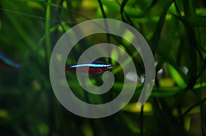 Cardinal tetra Neon fish Paracheirodon axelrodi