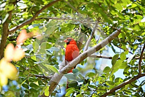 Cardinal in tree