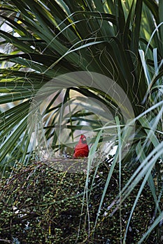 Cardinal at Walls Park Palm Harbor photo
