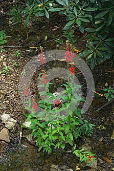 Cardinal Wildflowers, Lobelia cardinalis