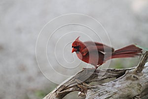 Cardinal with wings flapping