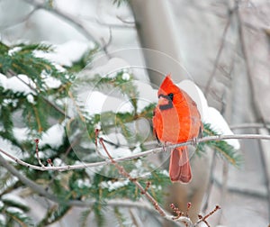 Kardinál v zimě 