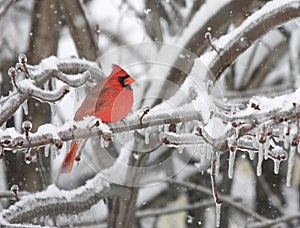 Cardinal in winter