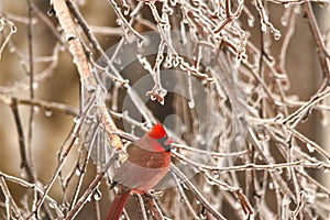 Cardinal winter tree branch perch icicles