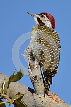 Cardinal woodpecker portrait