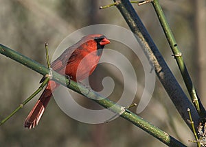 Cardinal in the woods