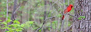 Cardinal in the Woods