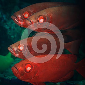 Cardinalfishes