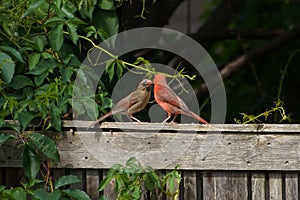 Cardinals in love