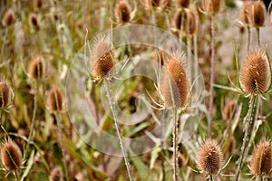 Dipsacus fullonum in summer